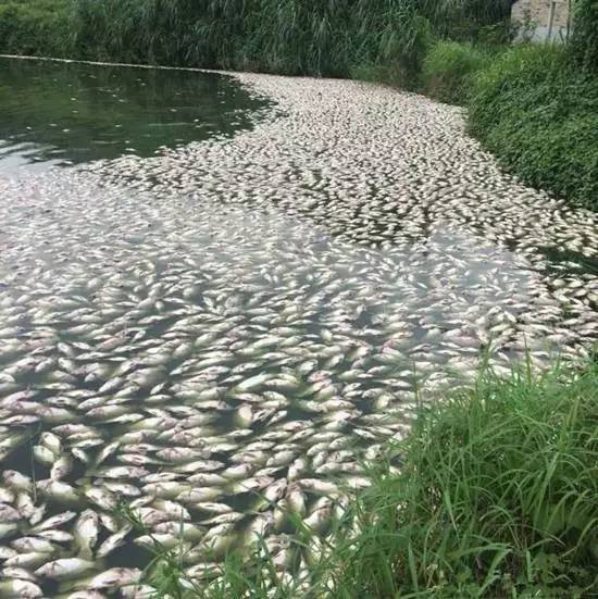 使用案例 淡水常规鱼 内容  夏季,水体中的浮游生物浓度大,透明度小