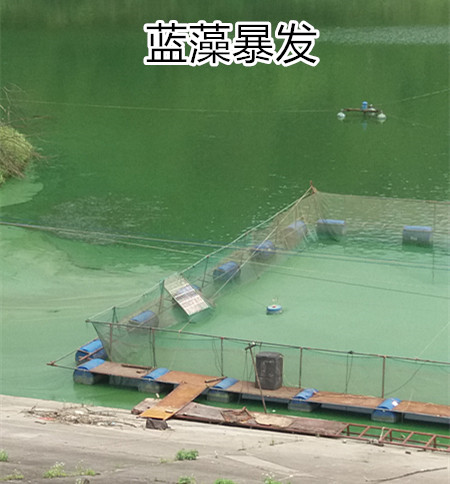 处理蓝藻之前照片2_副本.jpg