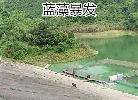处理蓝藻之前照片1_副本.jpg