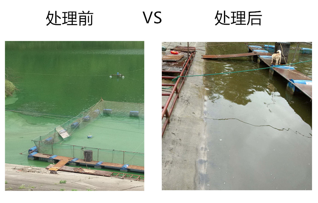 处理蓝藻之前照片2_副本_副本.jpg
