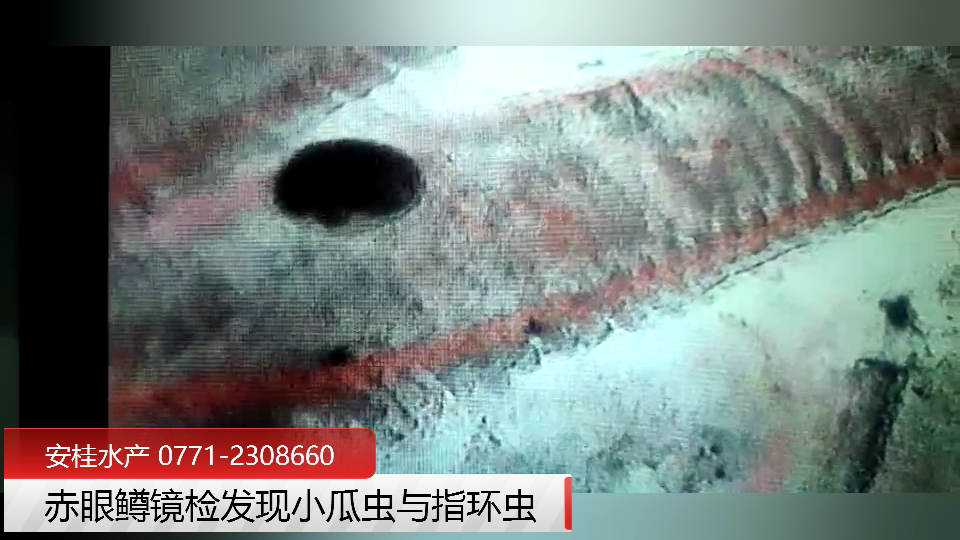 赤眼鳟镜检发现小瓜虫与指环虫.png