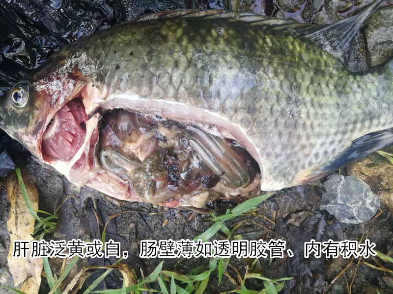 图片2_副本.png