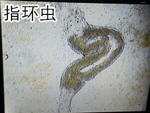 指环虫_副本.jpg