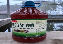 优光菌