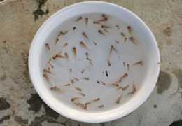 红罗非苗