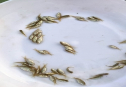 加州鲈鱼苗