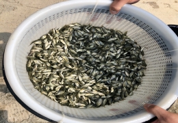 罗非鱼苗