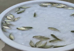 银鲫鱼苗
